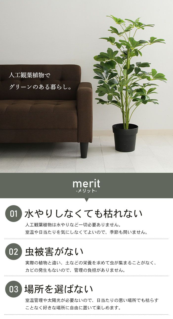 ヤドリフカノキ 高さ