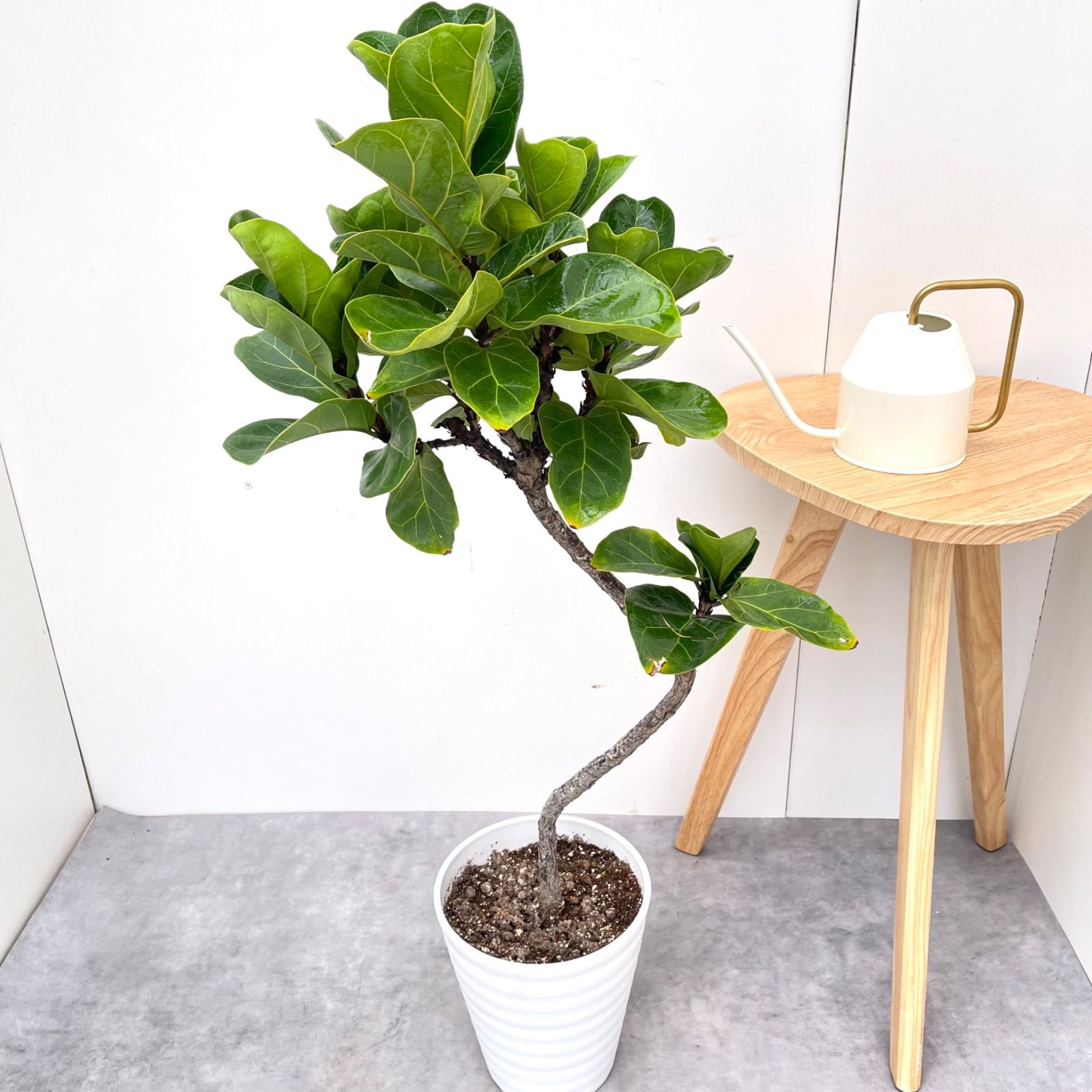 カシワバゴム バンビーノ 曲がり 3 現品 観葉植物 室内 7号