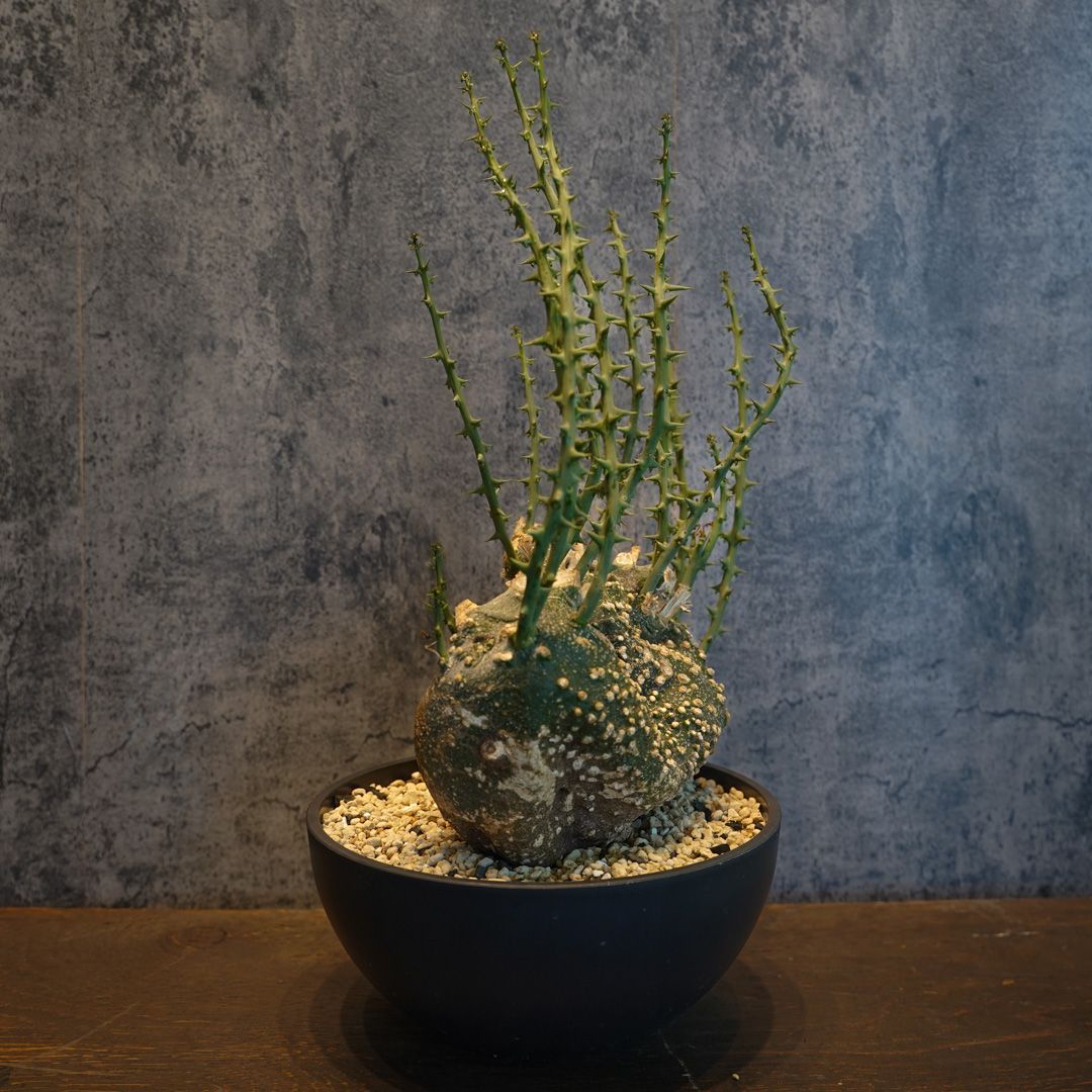 アデニア　グロボーサ　発根済　現地球　良型 アデニア グロボーサ 発根済 現地球 良型