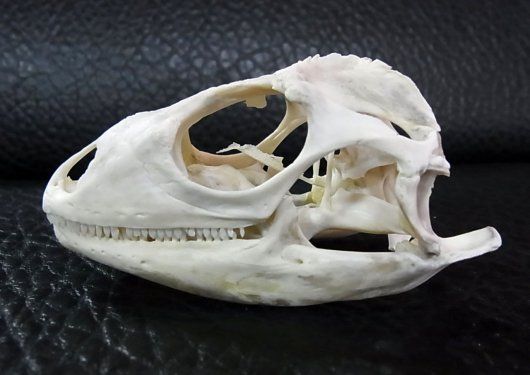 良品！グリーンイグアナの頭骨 Lサイズ（9.5ｃｍ） - メルカリ