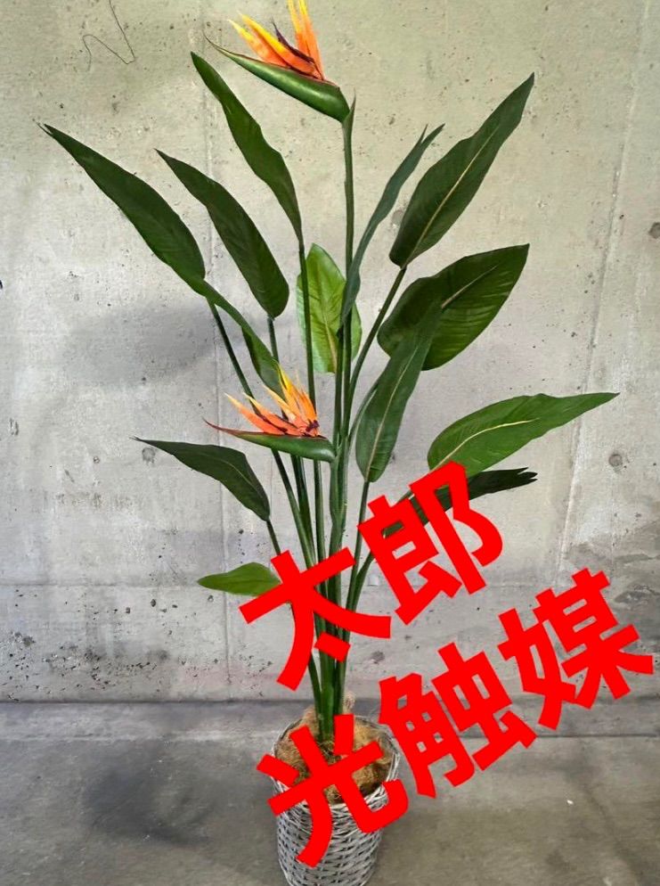 光触媒 人工観葉植物 ウォールグリーン フェイクグリーン 胡蝶蘭 光触媒 人工観葉植物 ウォールグリーン フェイクグリーン 胡蝶蘭