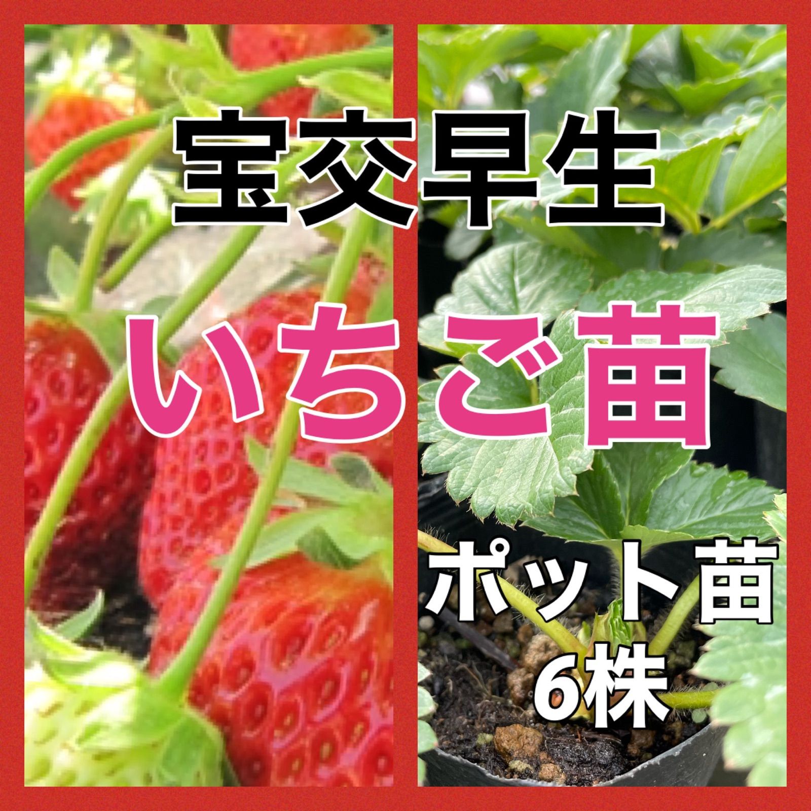 いちご苗　紅ほっぺ　40株 いちご苗 紅ほっぺ 40株 いちご・紅ほっぺ| 種・苗