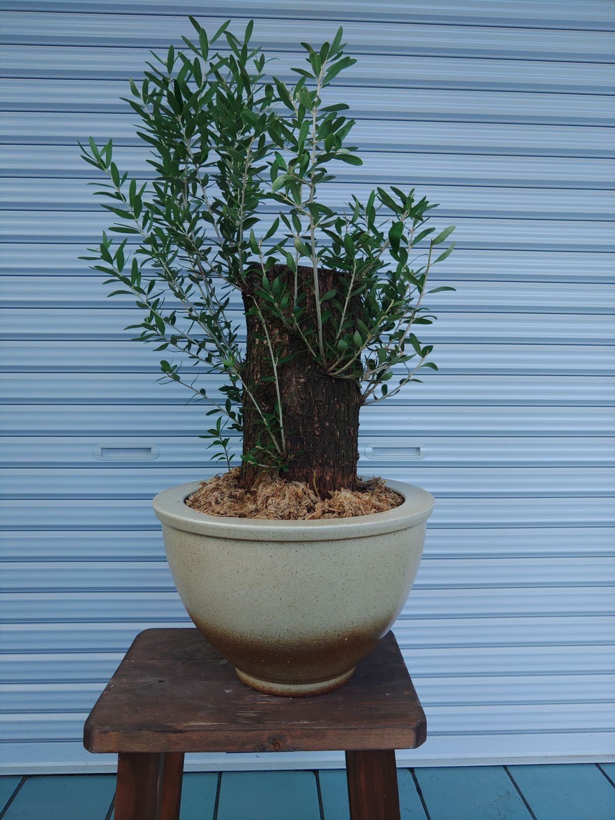 オリーブミッション古木盆栽仕立て - メルカリ