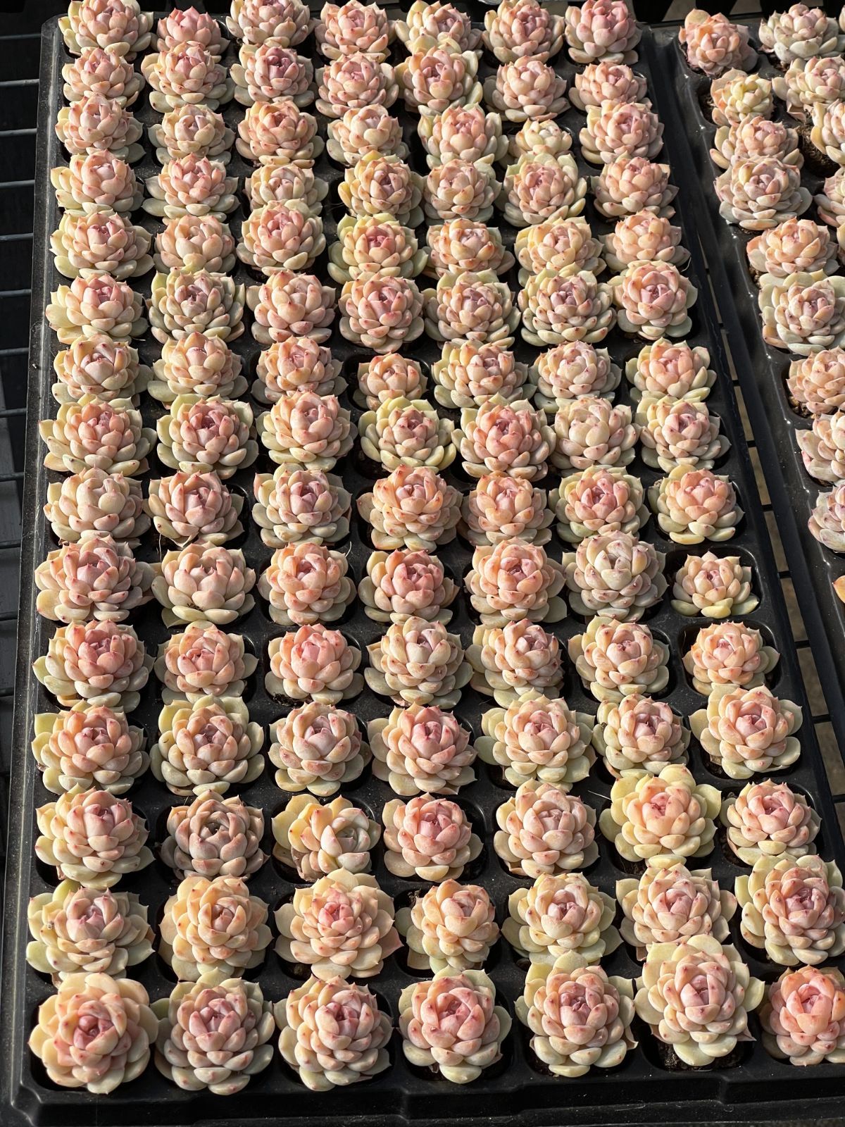 105株 S28-4 多肉植物 エケベリア 氷氷 超美苗 サボテン 観葉植物 花