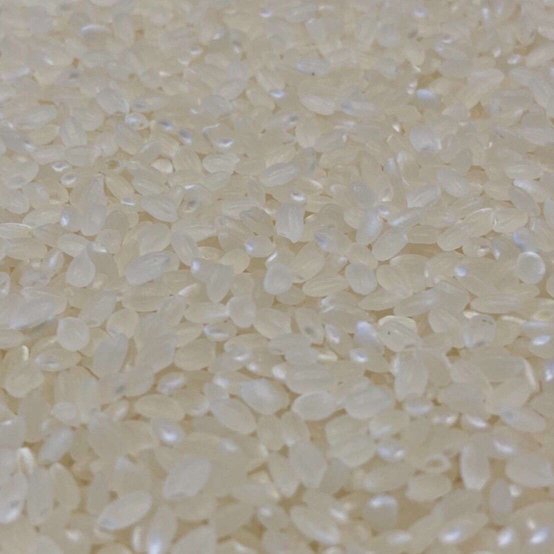 新米 千葉県多古町産 コシヒカリ 白米 10kg 千葉3大銘柄 - メルカリ 新米 千葉県多古町産 コシヒカリ 白米 10kg 千葉3大銘柄 - メルカリ