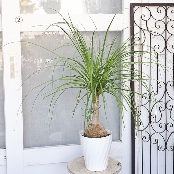現品販売 観葉植物 ポニーテール トックリラン ノリナ 6号 高さ100cm