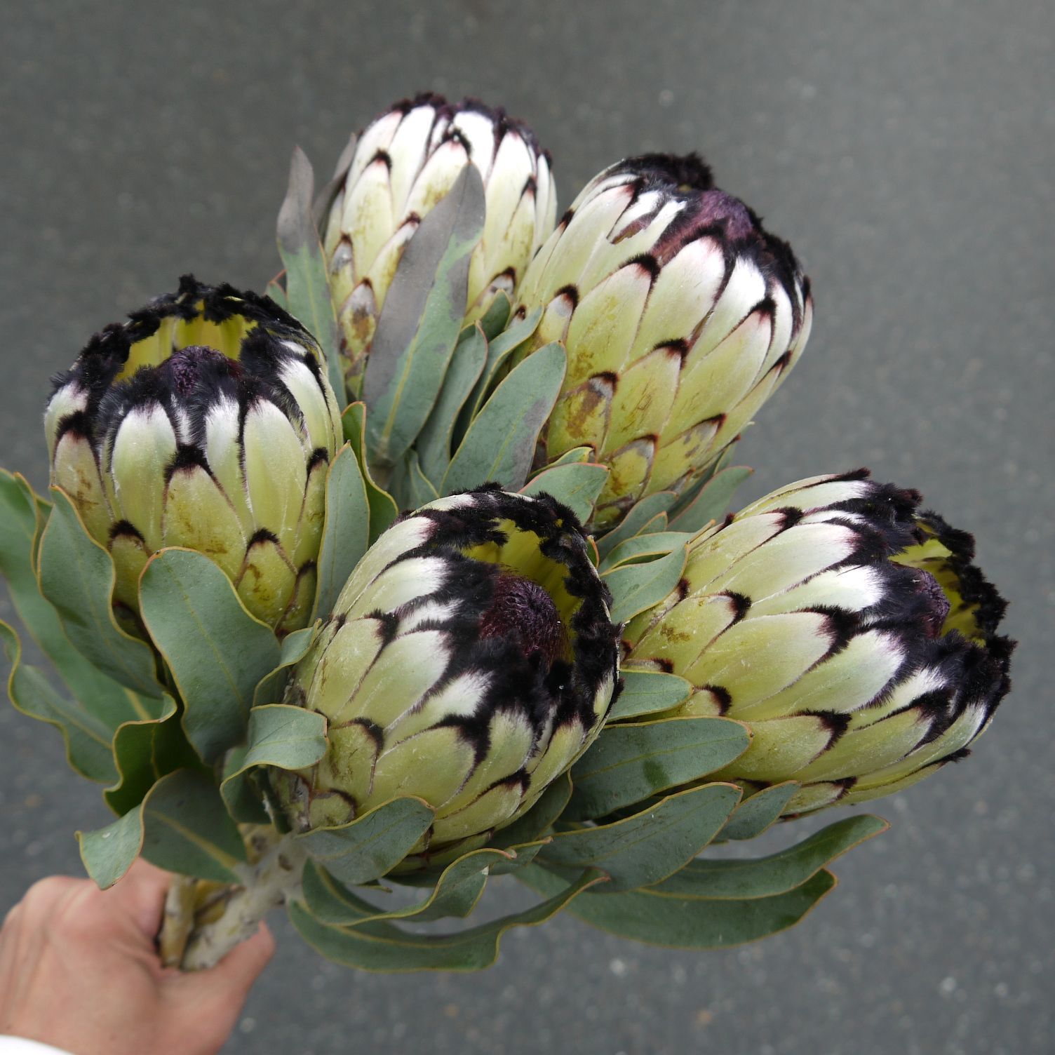 ⭐️値下げ⭐️プロテア ニオベ⭐️ 5本 ⭐️ 宅急便送料込み