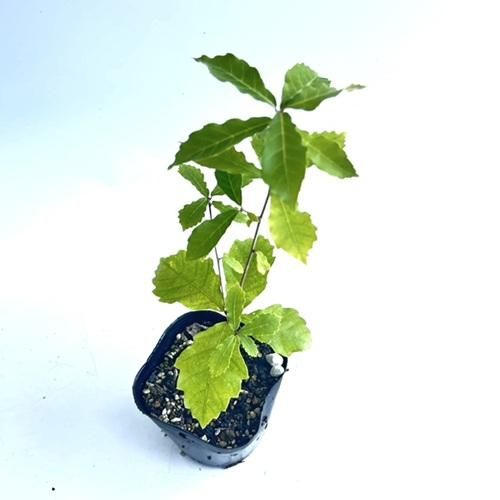 35本 35