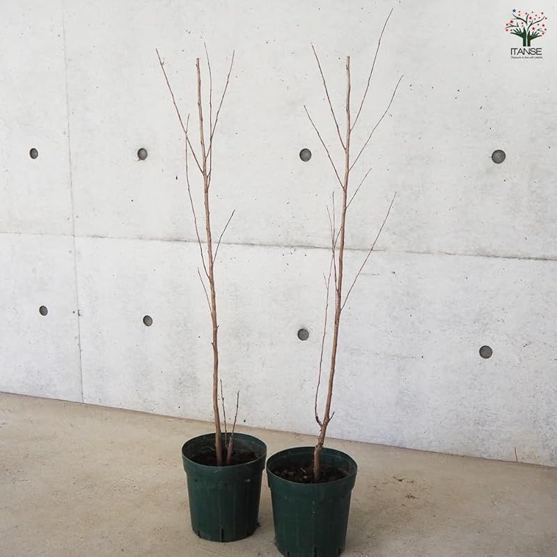 ヒャクジツコウ