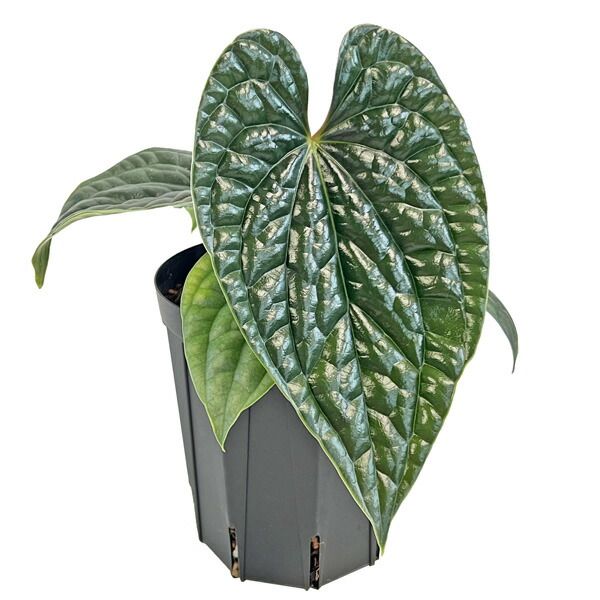 アンスリウム ルクスリアンス Anthurium Luxurians - メルカリ