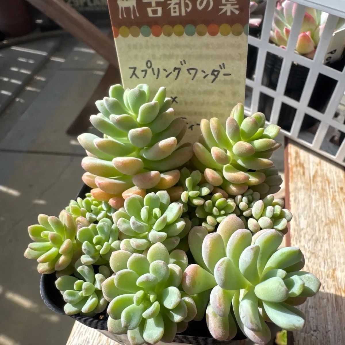 古都の葉さん 小桃いろは メルカリ便 札付き・抜き苗 2025年最新】古都