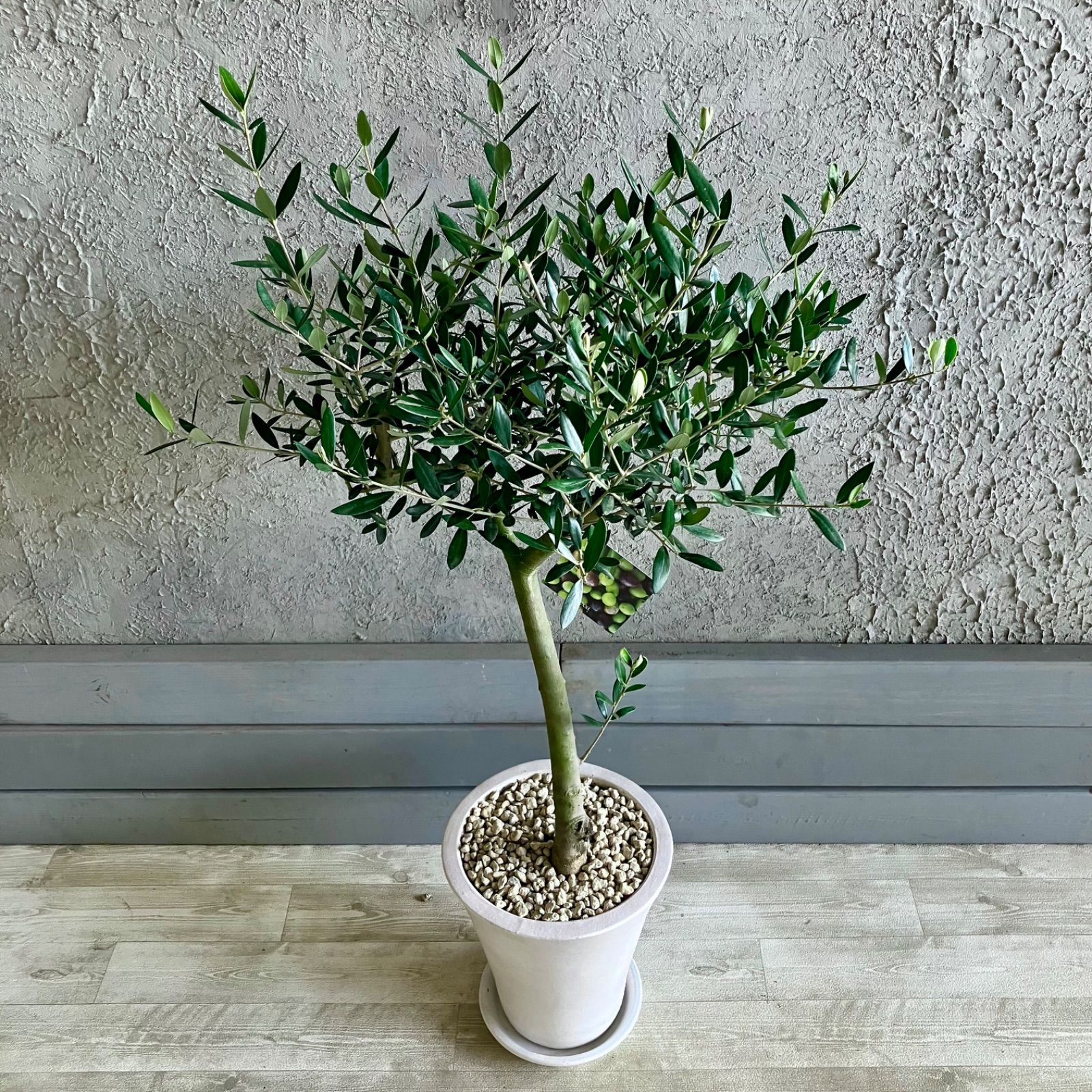 オリーブの木 ルッカ 7号 約125cm NO.709 人気品種 現品掲載 人気品種