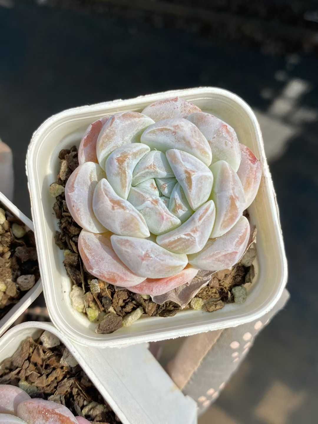 48株の抜き苗セット ピンクホワイト 多肉植物 佐川急便発送 エケベリア 韓国苗 MY469