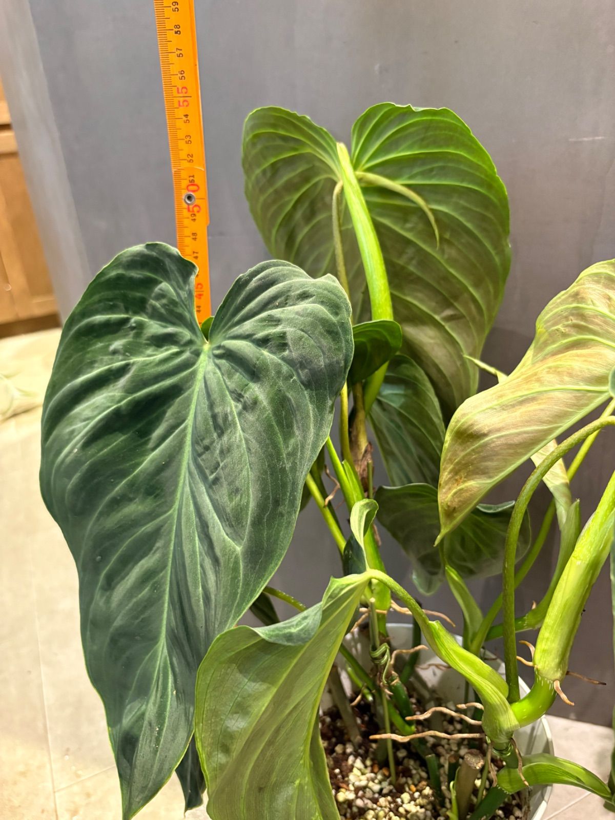 フィロデンドロン ベルコーサム6号鉢 - メルカリ