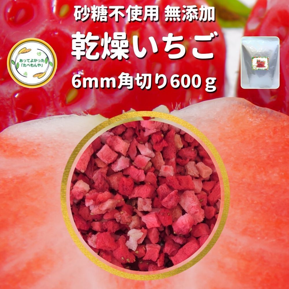 ナツメヤシ (デーツパーム マザファティ) 送料無料 2025年最新