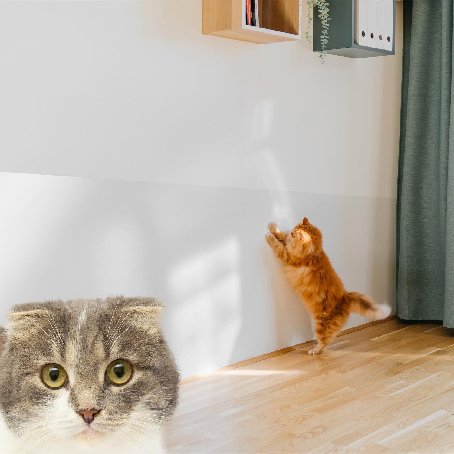 【新品】ニャンとも不思議な壁保護シート はがせる 猫 壁紙保護シート Amazon.co.jp: BOOMIE【ニャンとも不思議な壁保護シート