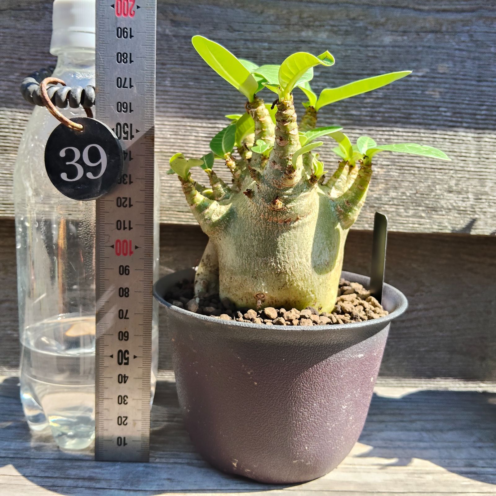 a39 アデニウム ドワーフ s1 塊根植物 コーデックス - メルカリ