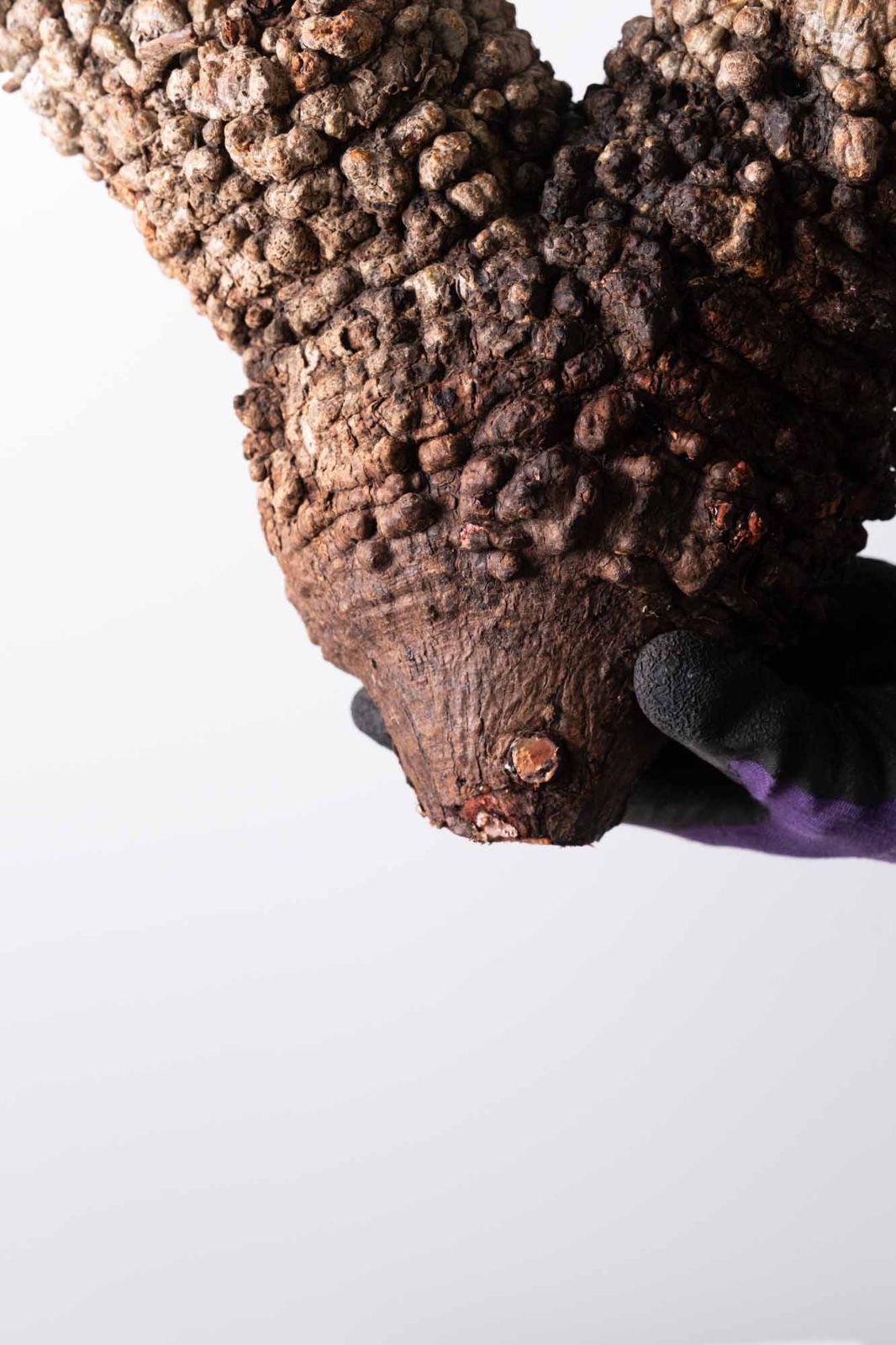 KP126 オペルクリカリア パキプス コーデックス ベアルート株 MP126 オペルクリカリア パキプス コーデックス ベアルート株