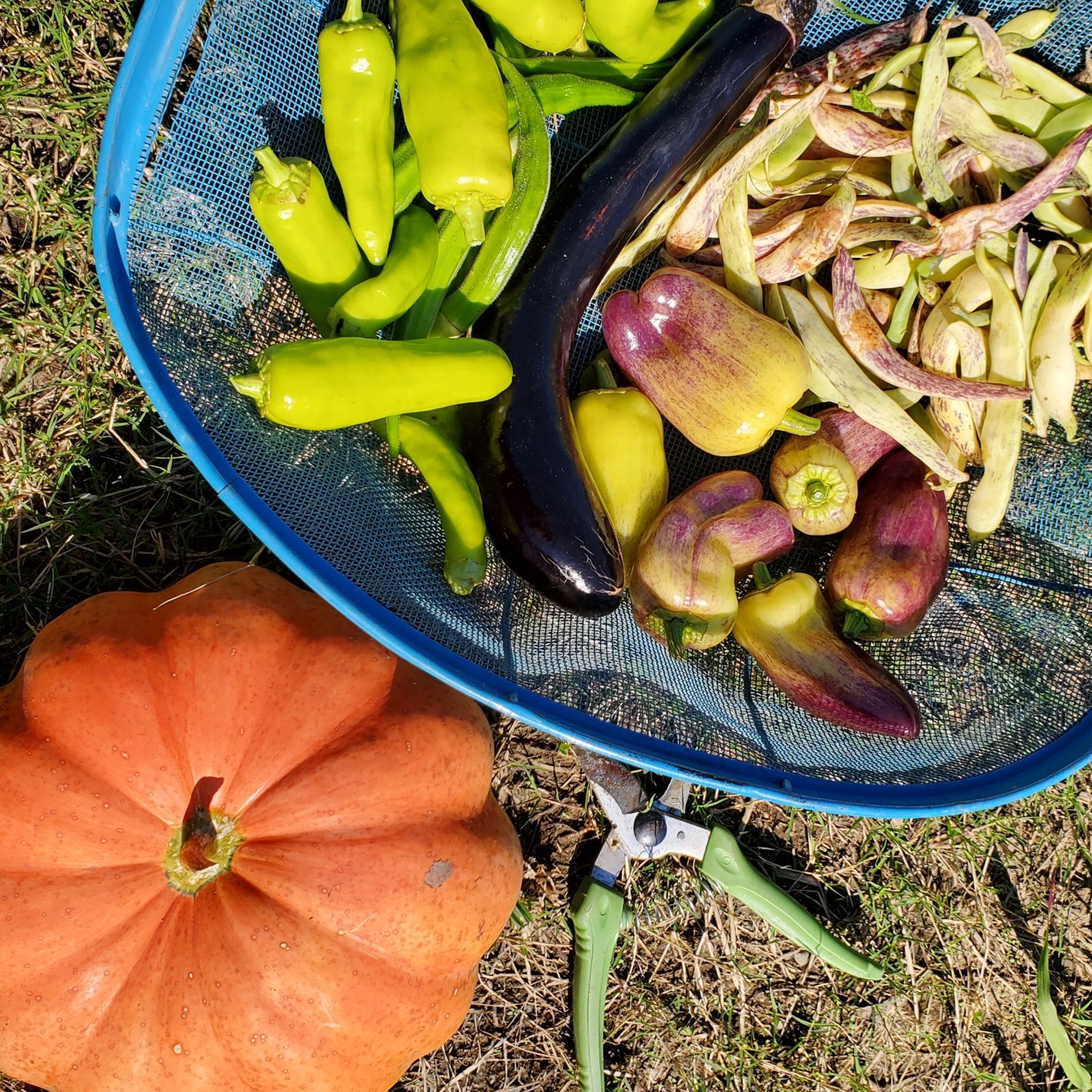 モランガかぼちゃの種(固定種Moranga) - メルカリ