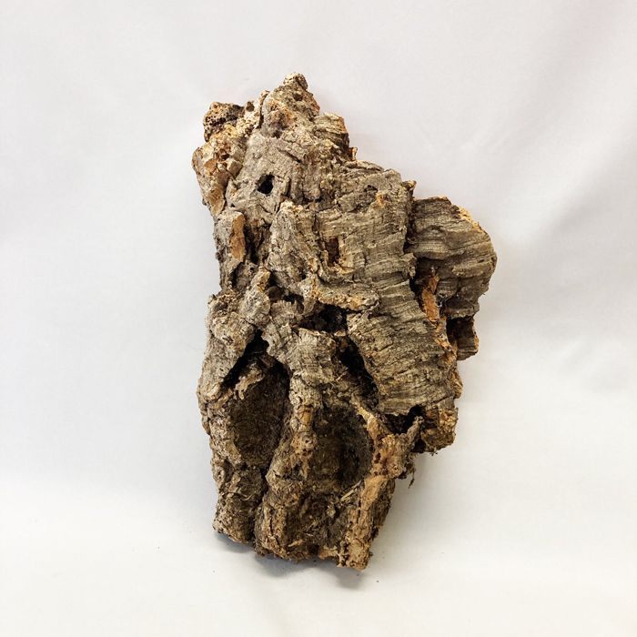 調整中 多肉植物 2個セット ちまちま 寄せ植え 抜き苗 パープルヘイズ