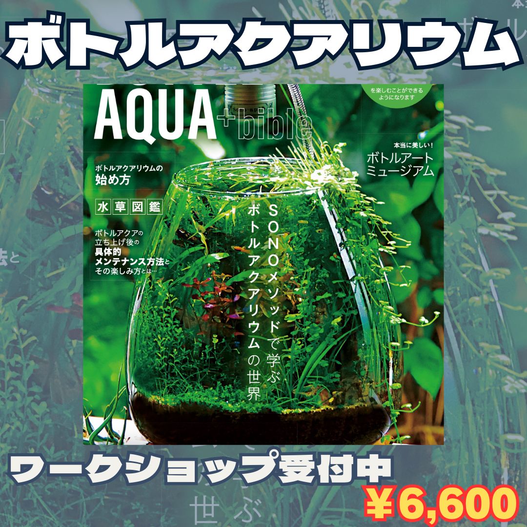 p*8様 ☆　エキノドルス ホレマニー ブロードリーフ　　★　水槽　水草 楽天市場】（水草）エキノドルス ホレマニーレッド（水上葉