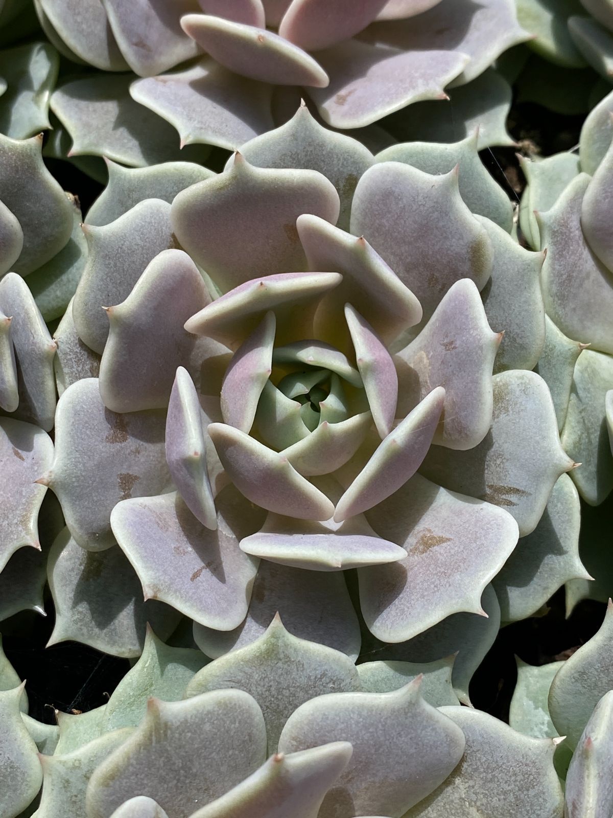 ZM1689×70 ルナレン 抜き苗 多肉植物 アエオニウム エケベリア 韓国苗