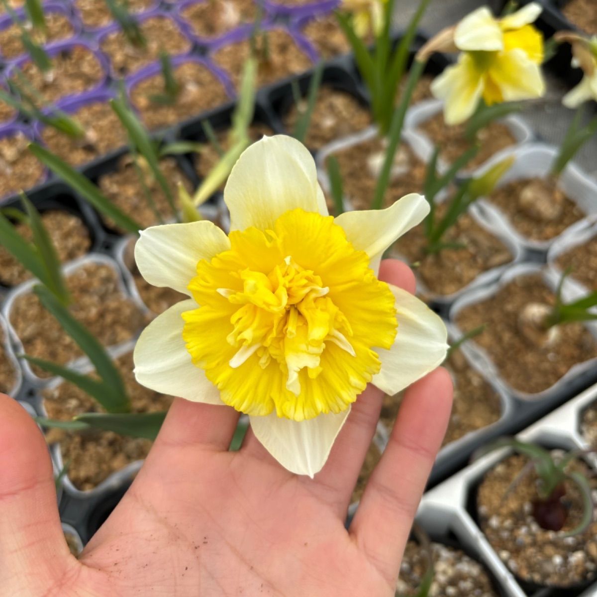 【即日発送】 花苗 芽出し苗 スイセン“アイスキング” 珍しい 個人繁殖 希少 パキラ