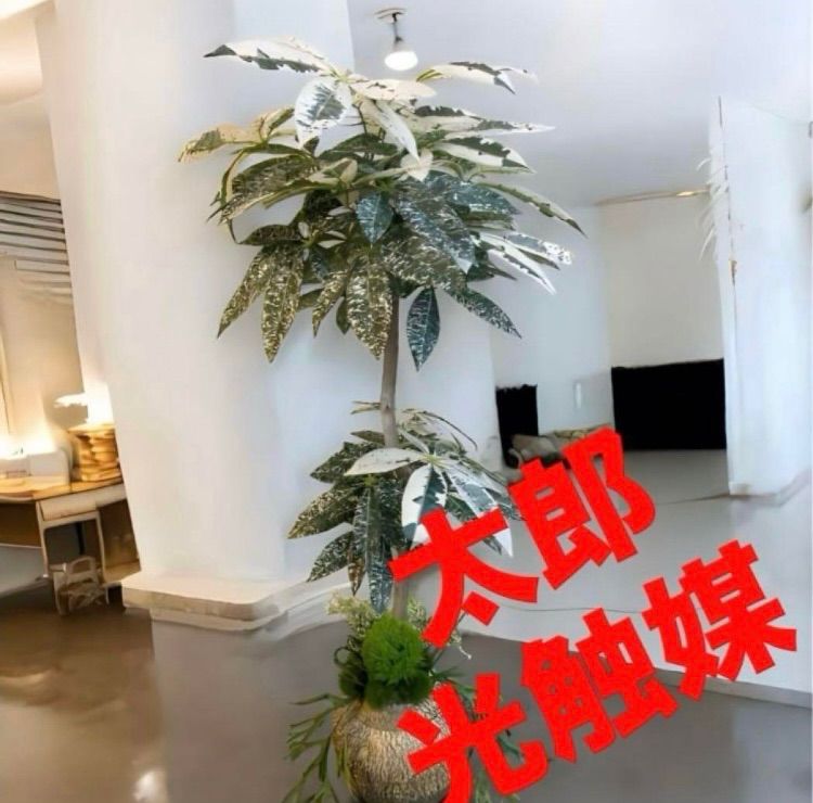 光触媒 人工観葉植物 ウォールグリーン フェイク アレンジ