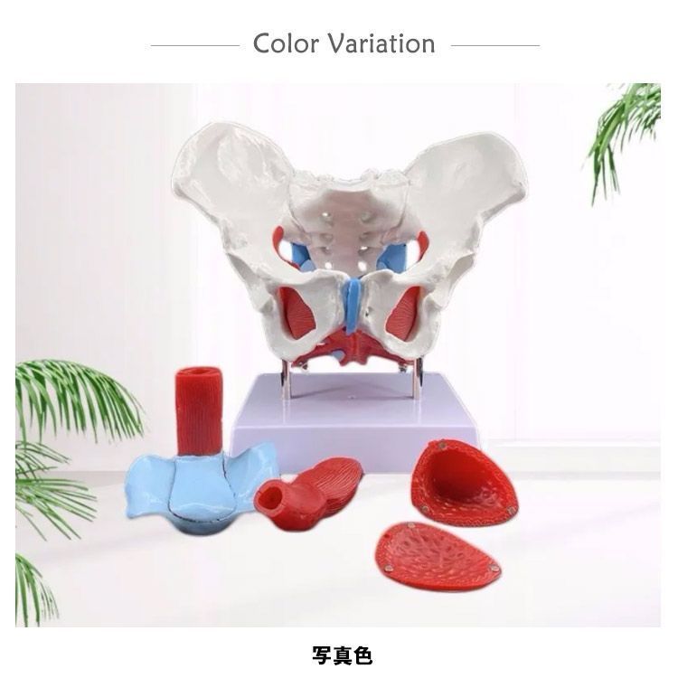 骸骨