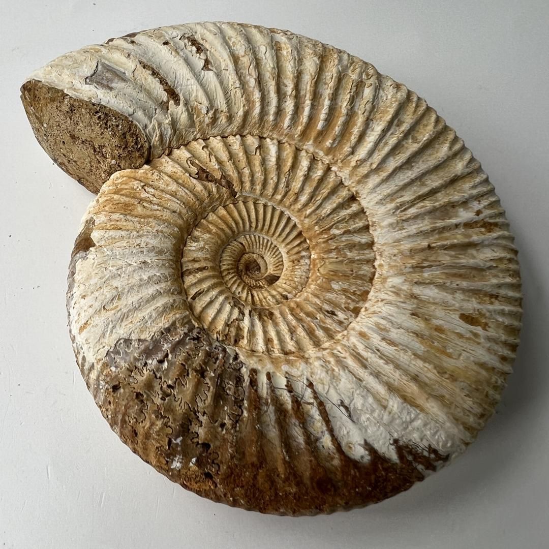 SCIENCE 化石標本「アンモナイト ペリスフィンクテス （Ammonites
