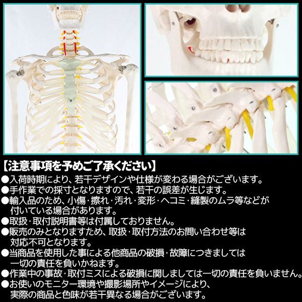 骨格模型    166センチ 人体模型 骨格模型 骨 等身大 身長約166cm 展示スタンド付き 骨格標本