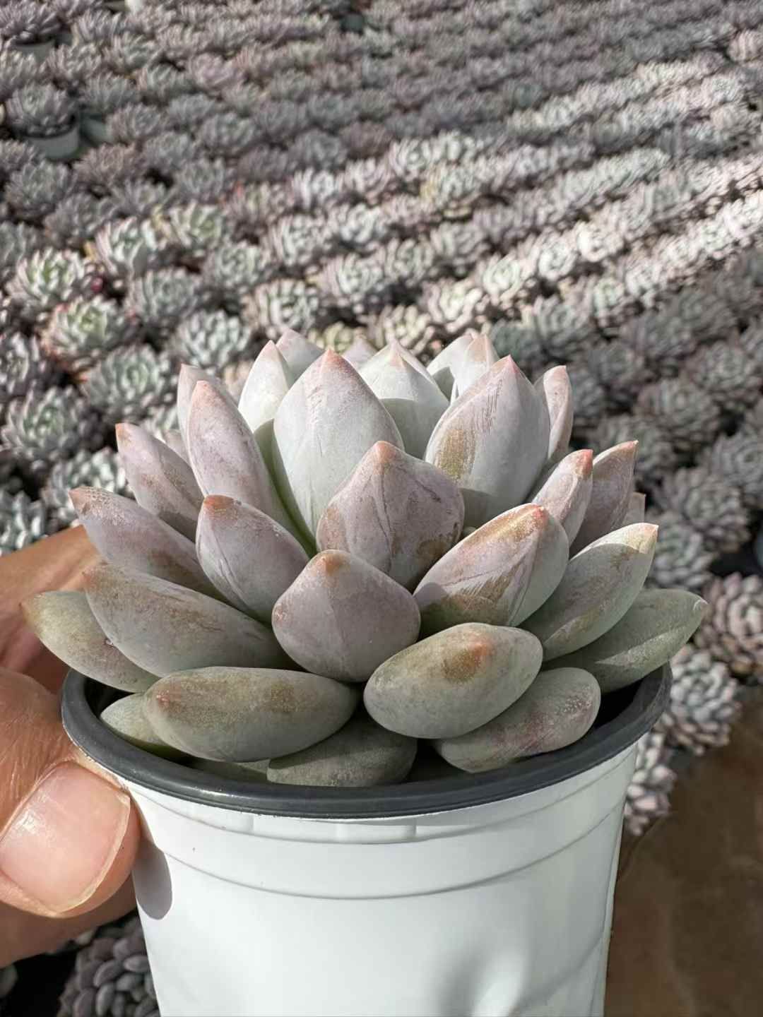 18株の抜き苗セット ミルク 多肉植物 佐川急便発送 エケベリア 韓国苗 XJB622