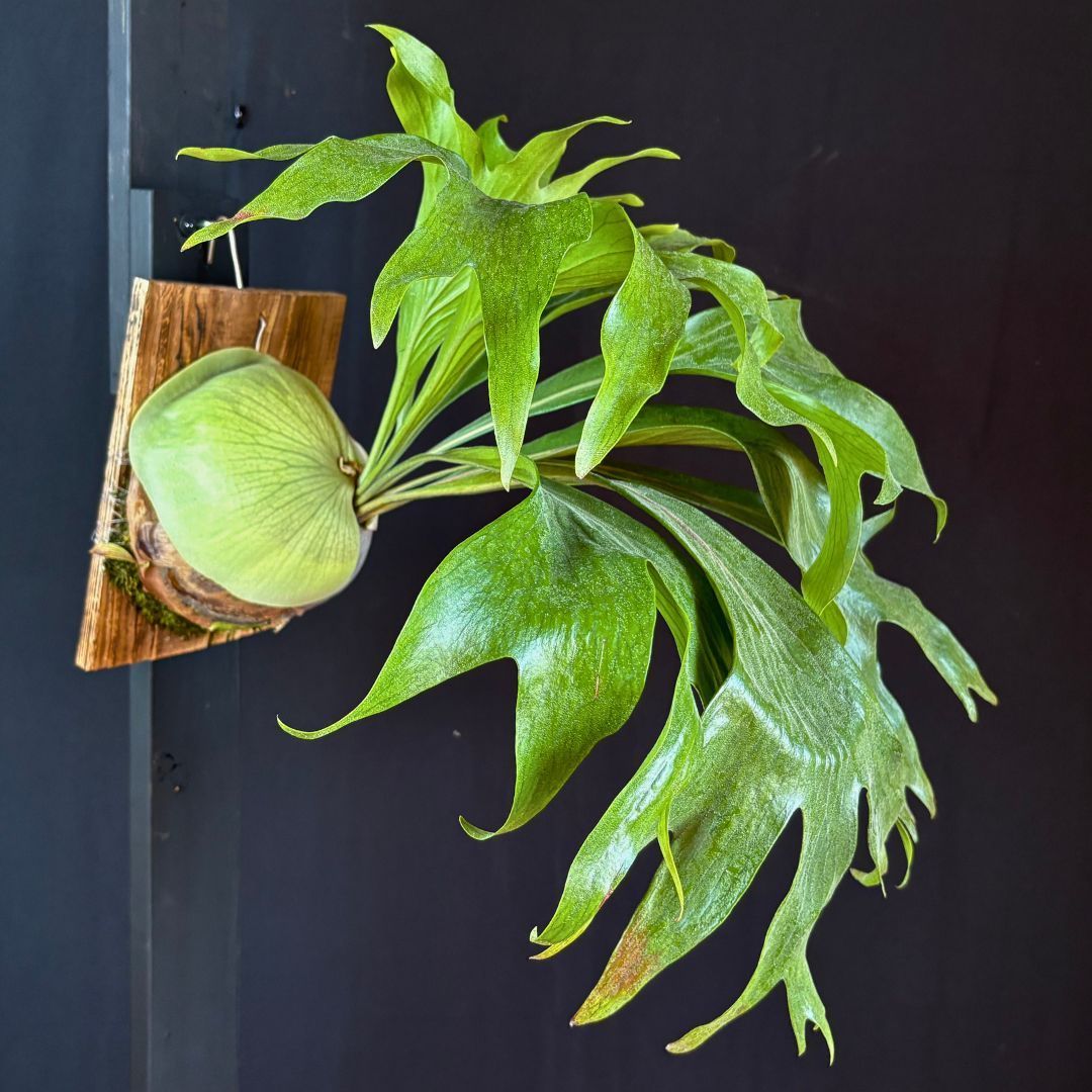 P. hilllii Fujin ヒリー 風神 子株付き☆ビカクシダ（コウモリ