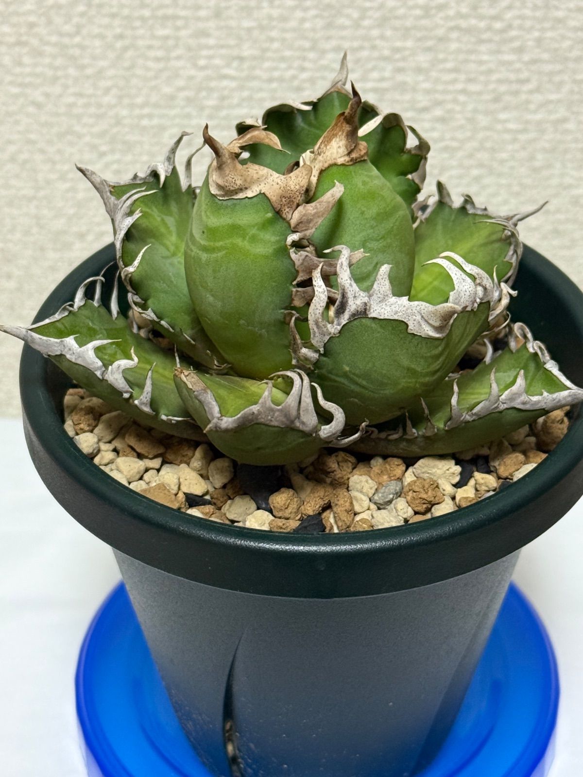 アガベ レッドキャットウィーズル ゴリ猫 赤猫 チタノタ オテロイ 2 短