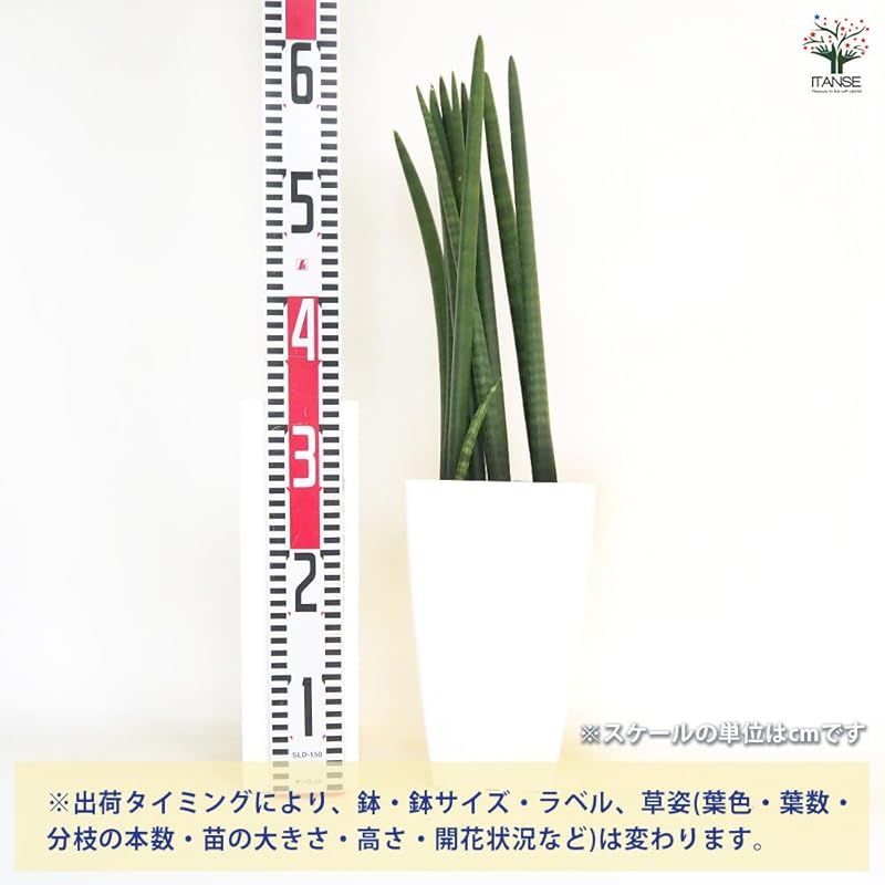 ＩＴＡＮＳＥ サンスベリア スタッキー 7号 1個売り 品種で選べる観葉植物 学名 Sansevieria stuckyi リュウゼツラン科 非耐寒性観葉植物 流通名 センセベリア トラノオ ツツチトセラン●乾燥に強く 丈夫で育てやすい品種です 内側 YUZUMIYA_COM