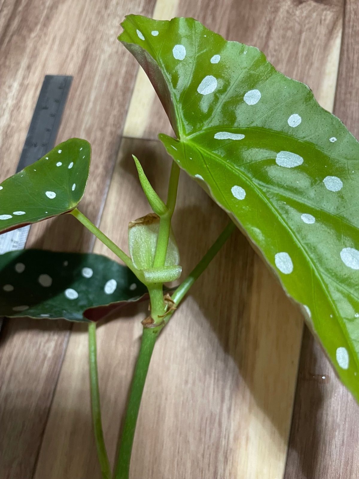 ⭐️希少⭐️ ベゴニア　マクラータ　斑入り　葉挿し用 No.62 ベゴニアマクラータの挿し芽🌱｜🍀GreenSnap（グリーン