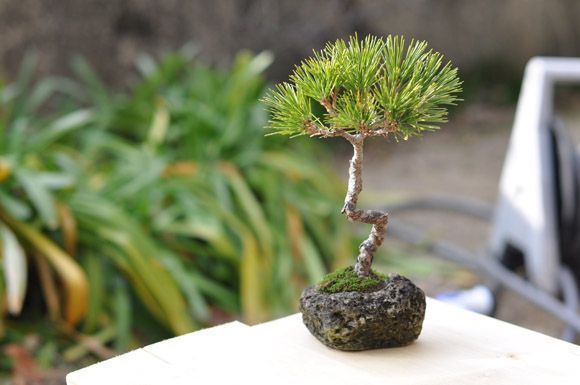 黒松 石付き - メルカリ