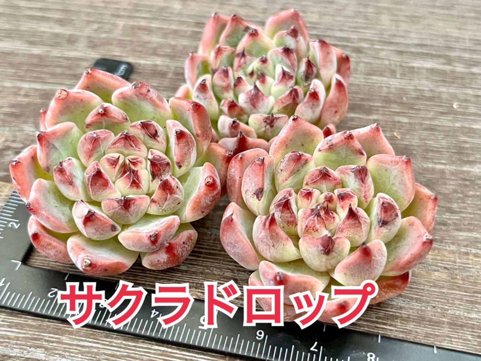 ☆多肉植物 サクラドロップ エケベリア 韓国苗☆ - メルカリ