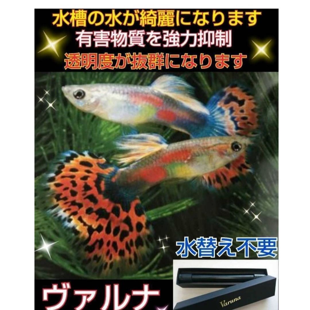 ヴァルナミニ 水質改善に！病原菌や感染症を強力抑制し透明度がアップ