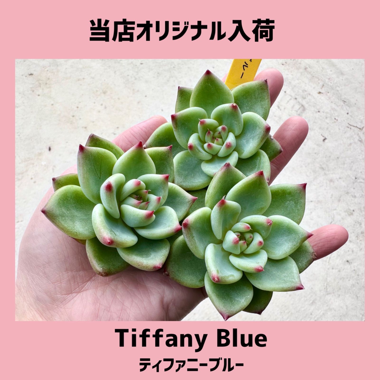 Tiffany Blue◎韓国苗 多肉植物 カット苗 エケベリア 東京銀座