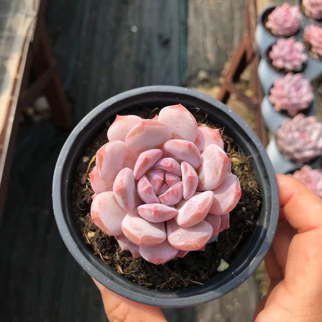 SKL1212×36 ギョクフヨウ 抜き苗 多肉植物 アエオニウム エケベリア 韓国苗