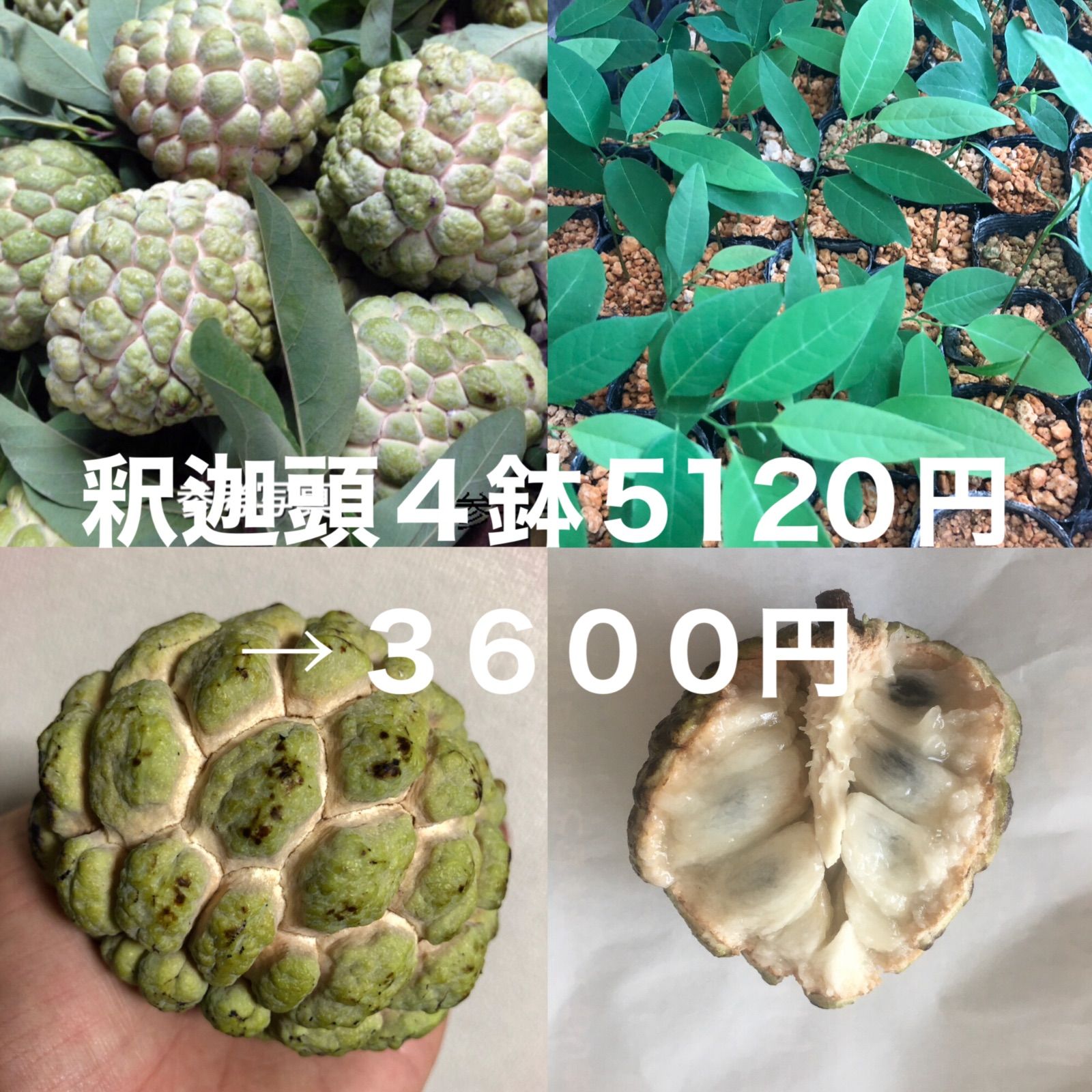 釈迦頭の苗4鉢 4鉢5120円→3600円 シャカトウ バンレイシ