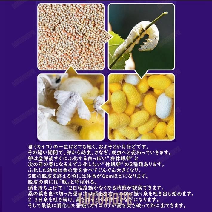 観察ケース 昆虫採集