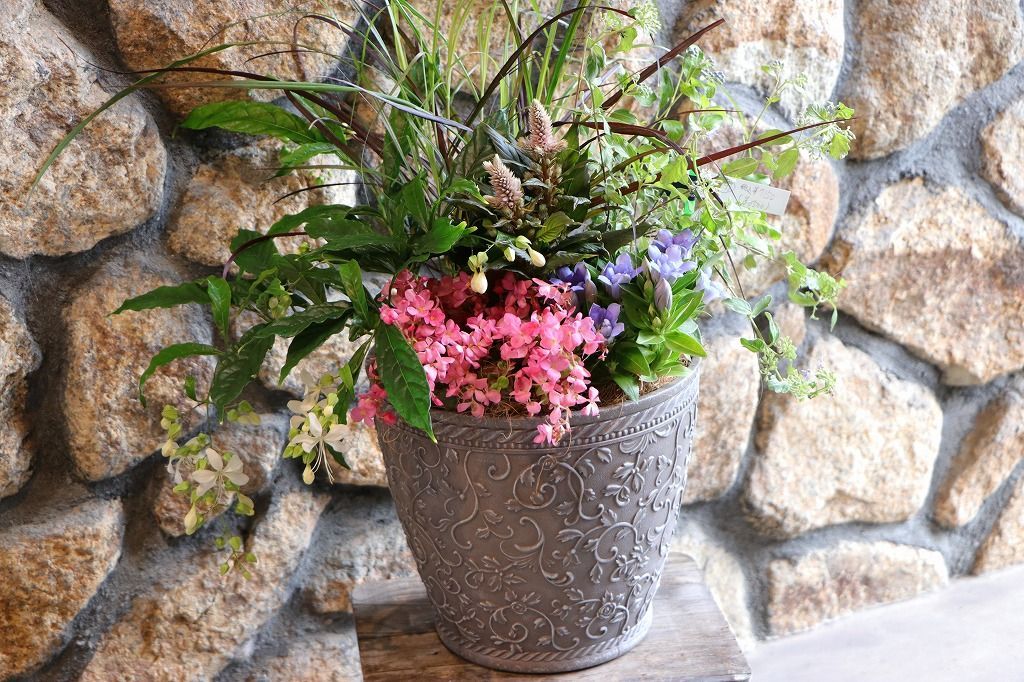 当店オリジナル 秋の草花のエレガントスタイル寄せ植え 現品１９１ YUZUMIYA_COM