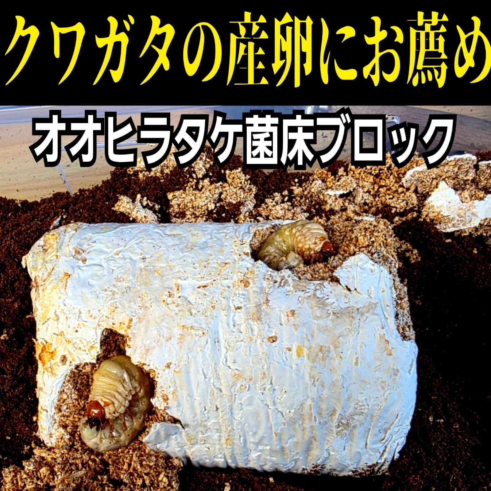 カブトムシ幼虫の栄養強化に!マットに埋めるだけ!オオヒラタケ カブトムシ幼虫の栄養強化に!マットに埋めるだけ!オオヒラタケ