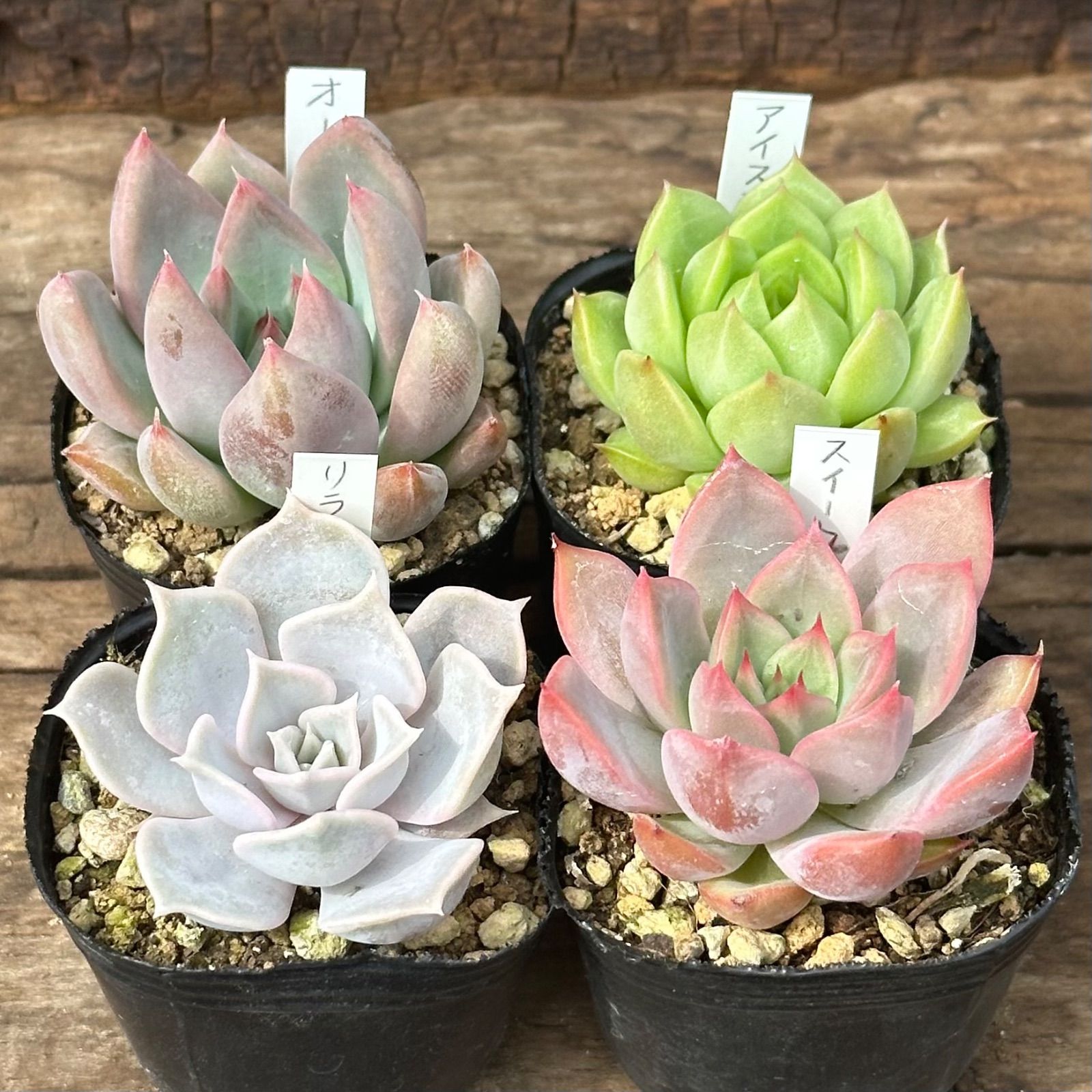 今季販売終了！多肉植物 セット GWセット♡ レア多肉セット！ 高級品種が1苗1100円！ 多肉植物