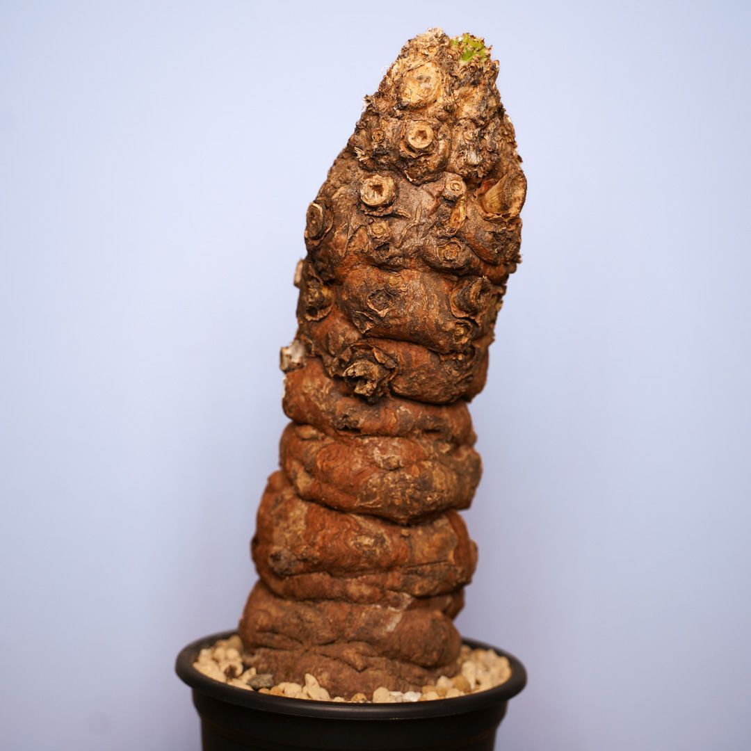 発根済
