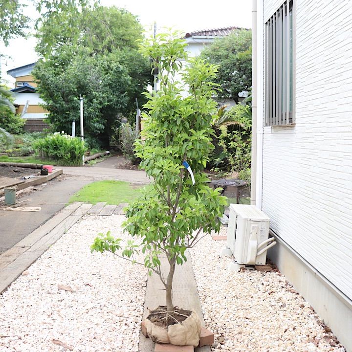 唯一。山採りソヨゴ。 ソヨゴ 苗木 販売 トオヤマグリーン