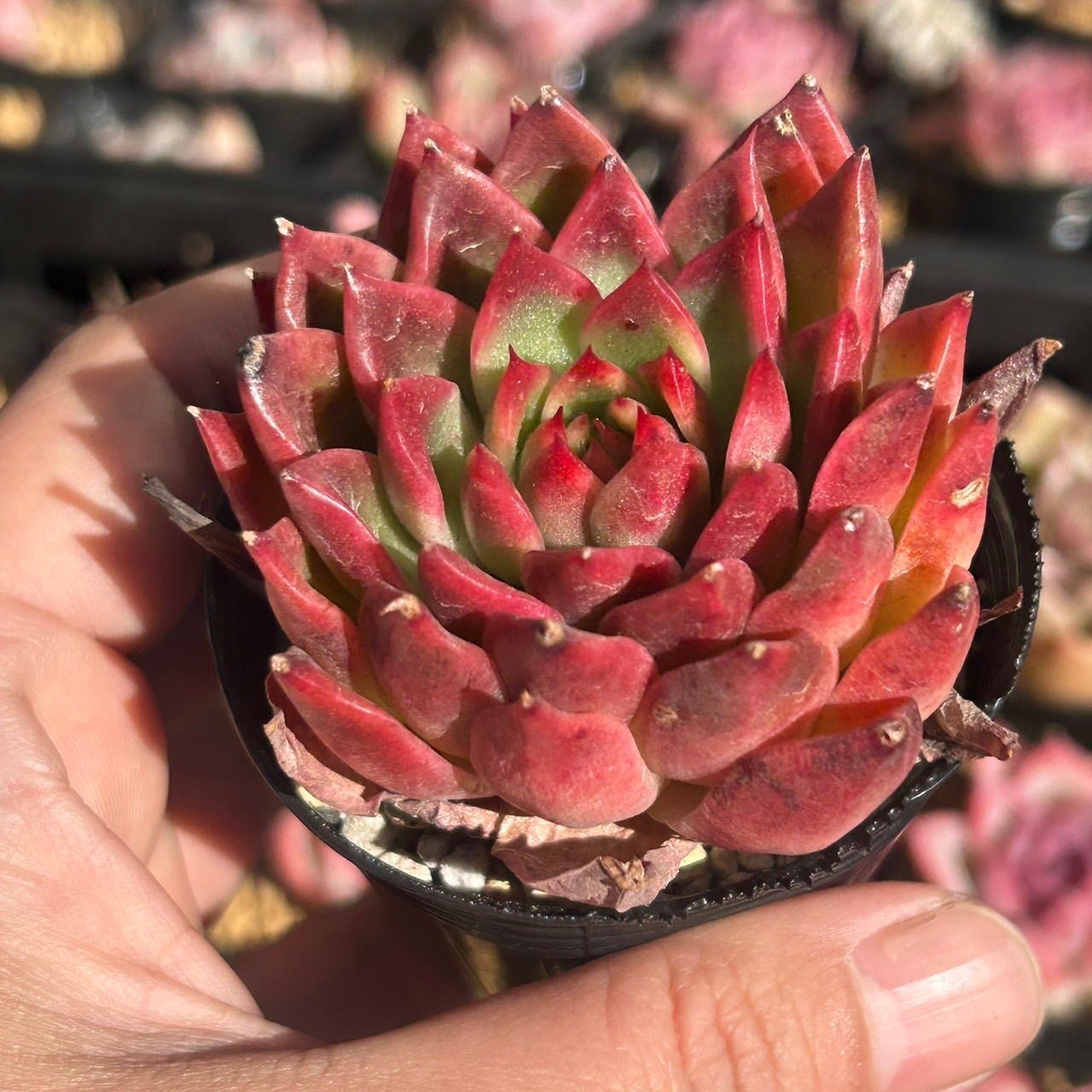 エケベリア アガボイデス レッドエッジ 多肉植物 51A その他多肉植物 