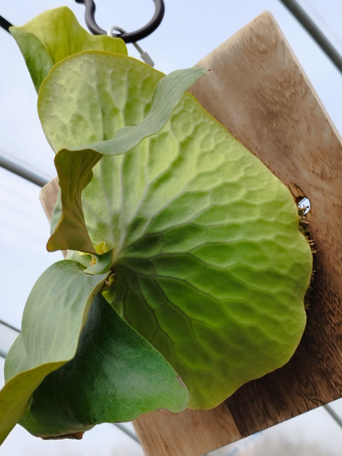 P.Erawan 　ビカクシダ エラワン ビカクシダ エラワン Platycerium erawan 子株つき コウモリラン